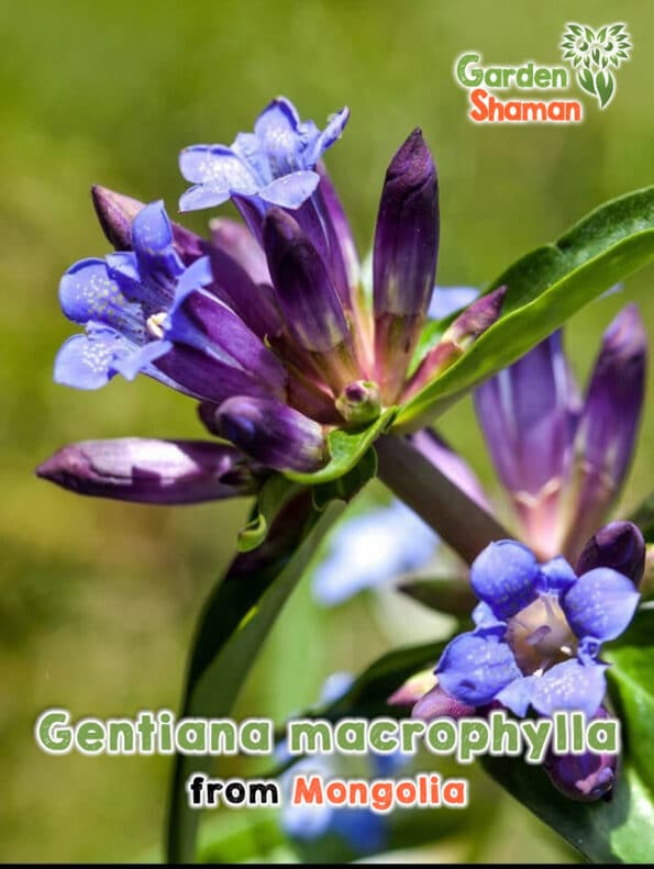 GardenShaman.eu - Graines de Gentiana macrophylla
