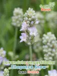 GardenShaman.eu - Lavandula angustifolia Ellagance Nieve
