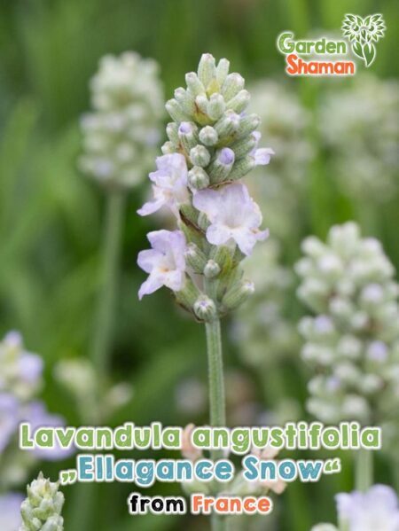 GardenShaman.eu - Lavandula angustifolia Ellagance Neve semi semi