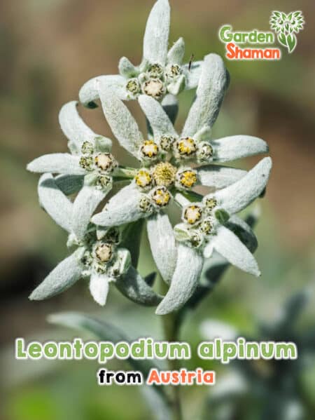 GardenShaman.eu Semillas de Leontopodium alpinum