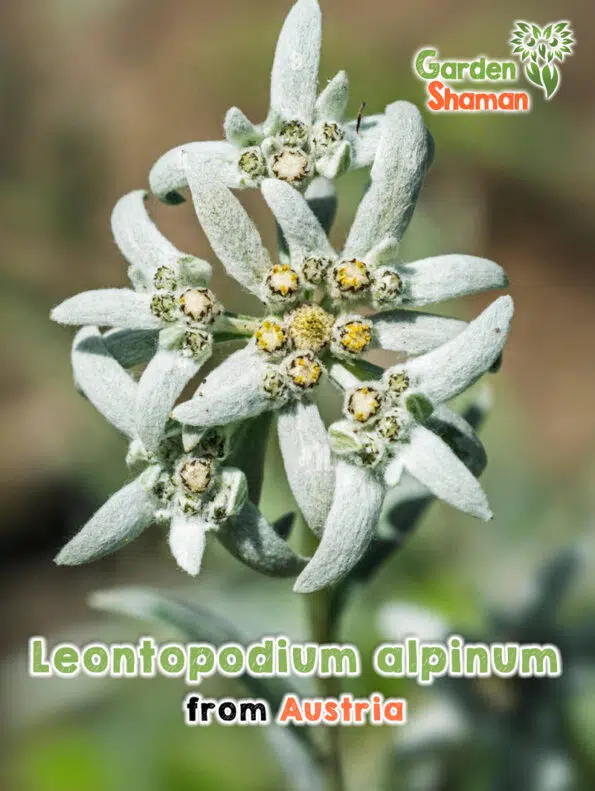 GardenShaman.eu Leontopodium alpinum graines seeds