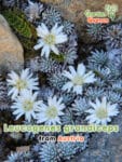 GardenShaman.eu - Leucogenes grandicips