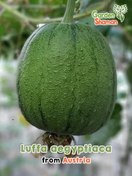 GardenShaman.eu Luffa aegyptiaca Calabaza Esponja, Semillas de Luffa Manzana