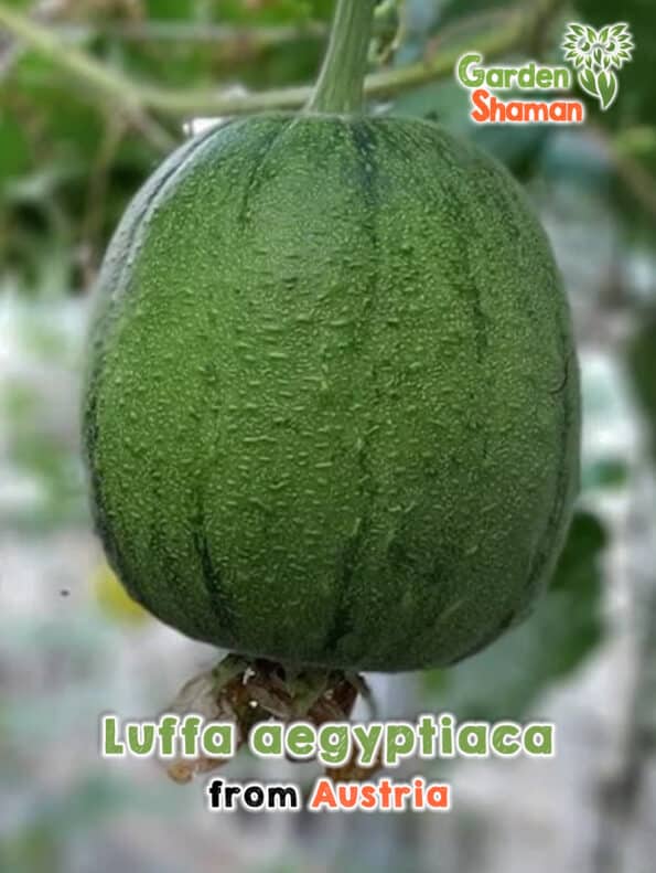 GardenShaman.eu Luffa aegyptiaca Sponge Gourd, Apple Luffa Seeds