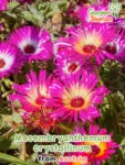 GardenShaman.eu Mesembryanthemum crystallinum Samen