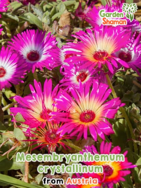 GardenShaman.eu Graines de Mesembryanthemum crystallinum