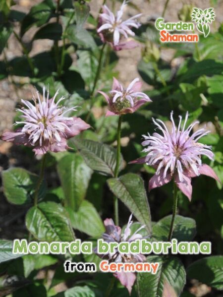 GardenShaman.eu Monarda bradburiana Samen seeds