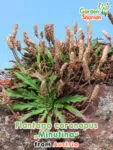 GardenShaman.eu - Semillas de Plantago coronopus Minuta
