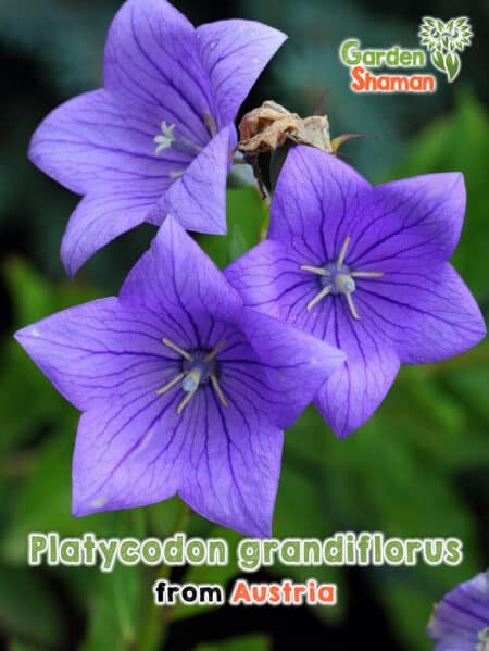 GardenShaman.eu - Platycodon grandiflorus Semillas de flor de globo de flor grande