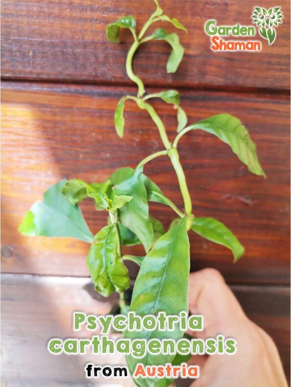 GardenShaman.eu Talee di piante di Psychotria carthagenensis