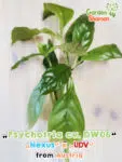 GardenShaman.eu – Psychotria cv. DW06 01
