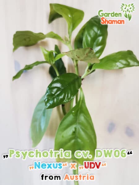 GardenShaman.eu Psychotria DW06 Plant Cuttings