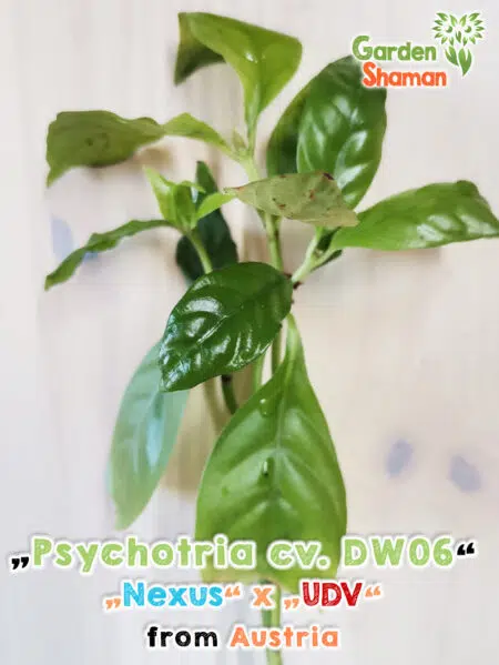 GardenShaman.eu Psychotria DW06 Pflanze Steckling