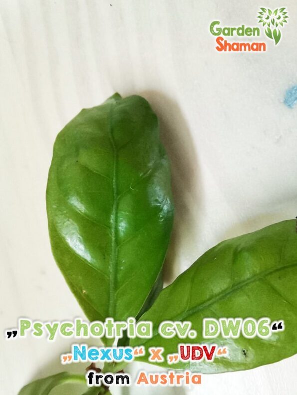 GardenShaman.eu Esquejes de plantas Psychotria DW06