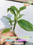 GardenShaman.eu Psychotria cv. DW09, Chacruna, UDV, Shipibo