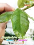 GardenShaman.eu – Psychotria cv. DW09 01