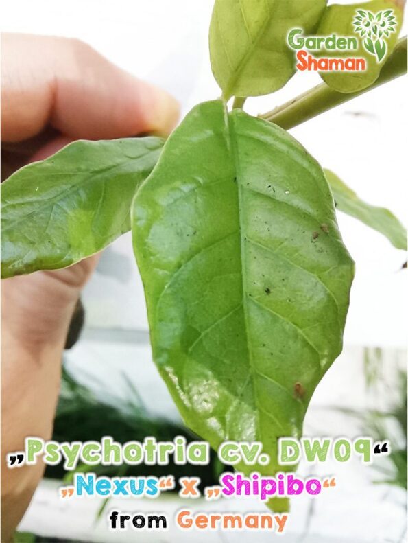 GardenShaman.eu Psychotria cv. DW09, Chacruna, UDV, Shipibo