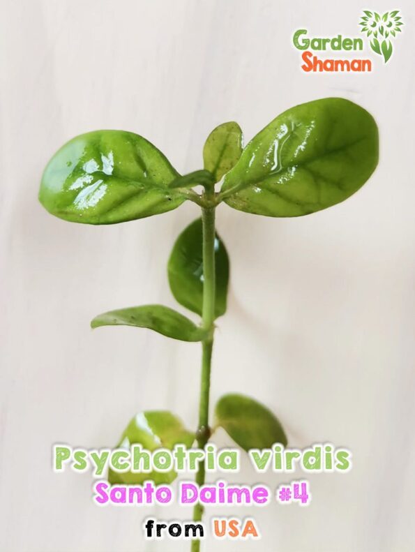 GardenShaman.eu Psychotria viridis Sando Daime #4 pianta da taglio Ayahuasca