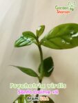 GardenShaman.eu – Psychotria viridis Santo Daime _4 1