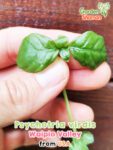 GardenShaman.eu Psychotria viridis Waipio Valley clone Pflanze plant