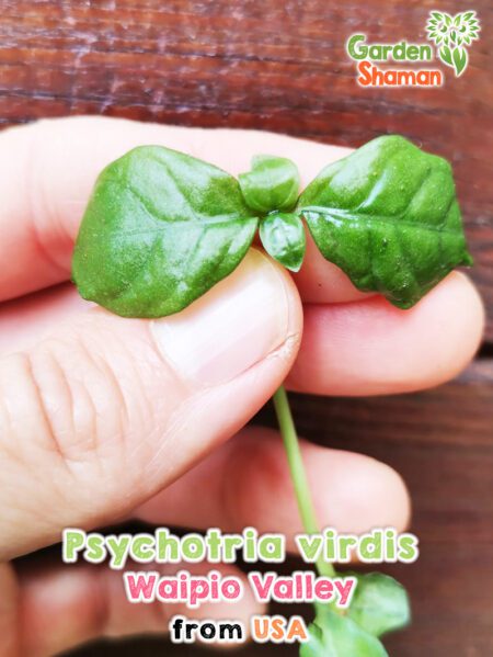 GardenShaman.eu Psychotria viridis Waipio Valley clone Pflanze plant
