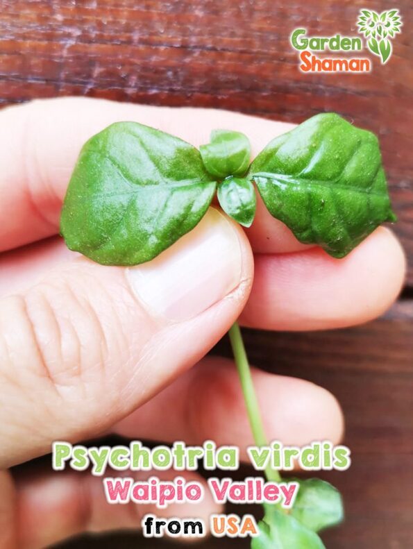 GardenShaman.eu Psychotria viridis Waipio Valley clone pianta pianta