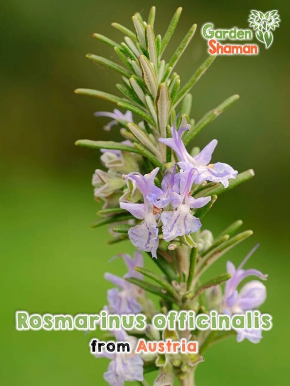 GardenShaman.eu - Rosmarinus officinalis Rosemary Seeds