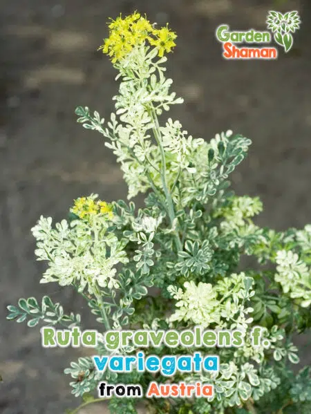 GardenShaman.eu Ruta graveolens variegata Samen seeds