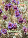 GardenShaman.eu - Salvia dorrii