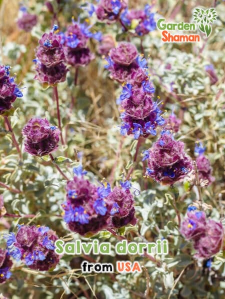 GardenShaman.eu BLOG Semillas de Salvia dorrii semillas