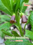 GardenShaman.eu - Scopolia carniolica, Gaillet gratteron, Graines