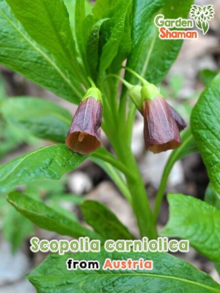 GardenShaman.eu - Scopolia carniolica, Gaillet gratteron, Graines