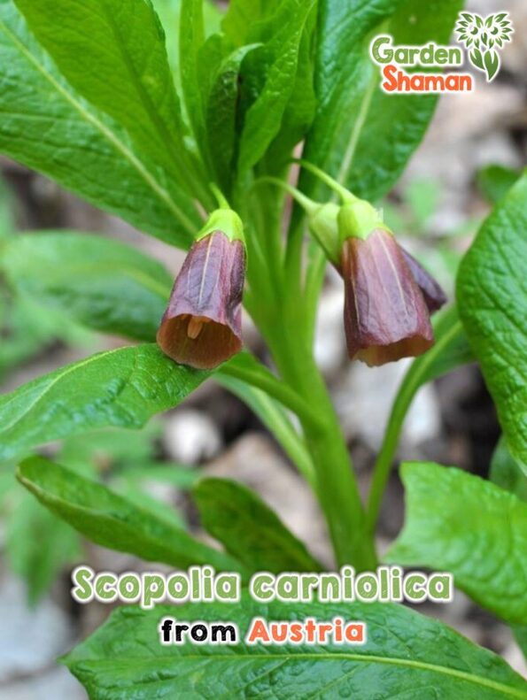 GardenShaman.eu - Scopolia carniolica, Krainer Tollkraut, Samen