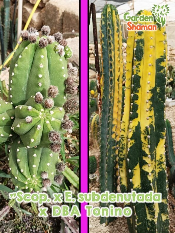 GardenShaman.eu Trichocereus "Scopulicola x Echinopsis subdenutada" x DBA Tonino Samen seeds