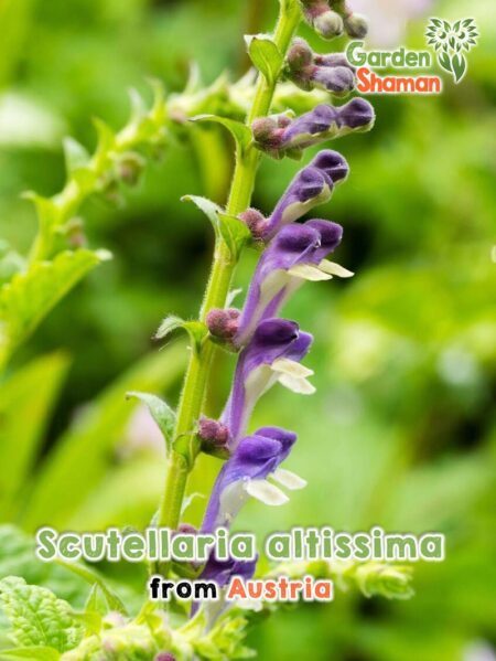 GardenSHaman.eu Semillas de Scutellaria resinosa