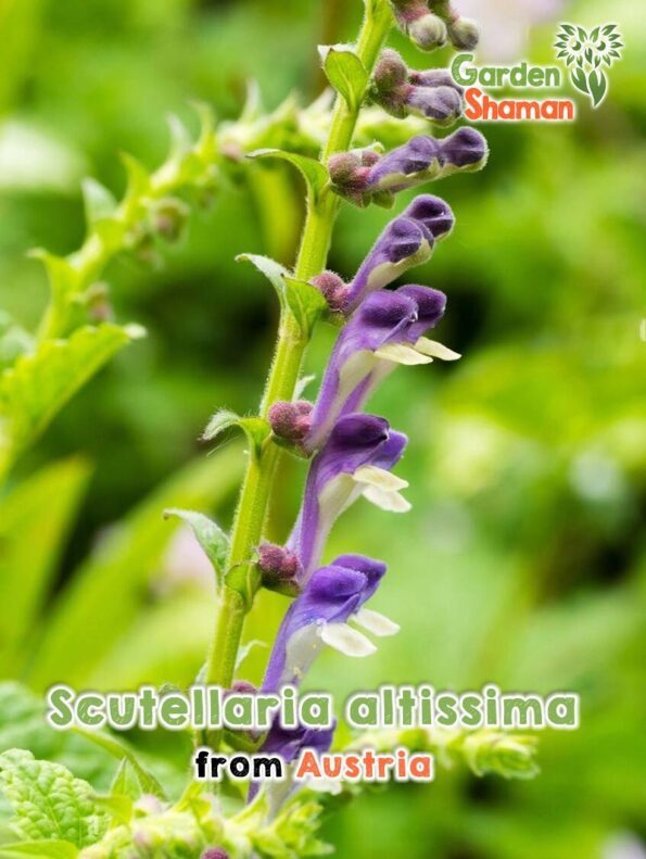 GardenSHaman.eu Scutellaria resinosa Samen seeds