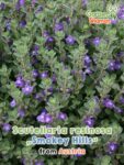 GardenShaman.eu - Scutellaria resinoa Smokey Hills