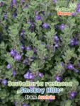 GardenShaman.eu Semillas de Scutellaria resinosa Smokey Hills