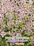 GardenShaman.eu Thymus serpyllum Magic Carpet Samen seeds