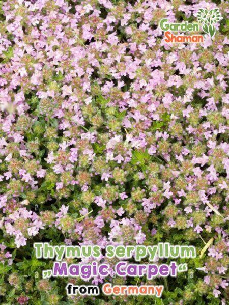 GardenShaman.eu Thymus serpyllum Tappeto magico semi semi