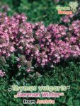 GardenShaman.eu – Thymus vulgaris German Winter