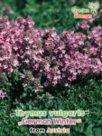 GardenShaman.eu - Thymus vulgaris alemán de invierno