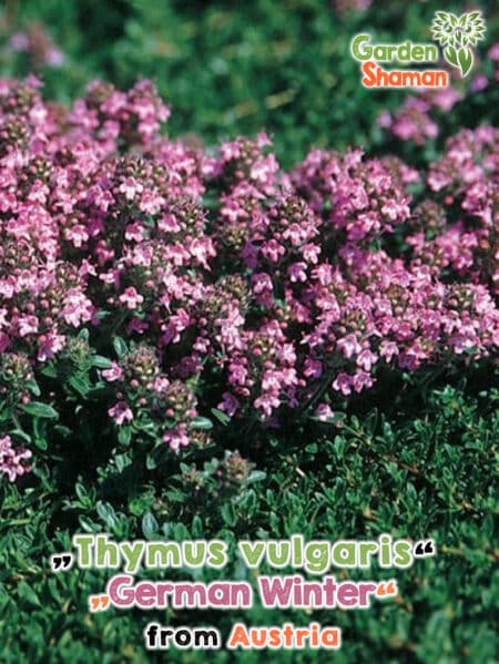 GardenShaman.eu Thymus vulgaris Semillas alemanas de invierno