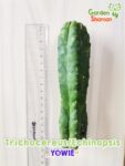 GardenShaman.eu – Trichocereus Yowie 16 x 4