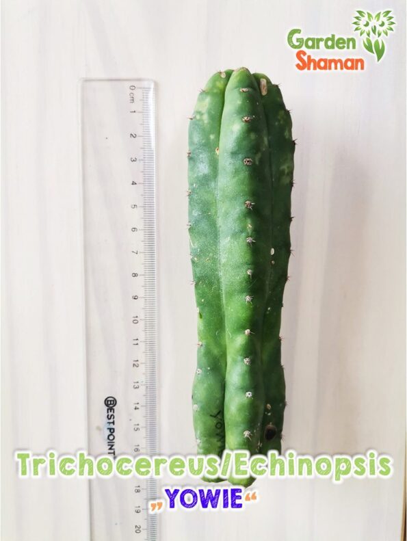 GardenShaman.eu Trichocereus Echinopsis YOWIE