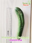 GardenShaman.eu – Trichocereus bridgesii monstrose 18 x 4cm