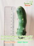 GardenShaman.eu – Trichocereus bridgesii short form