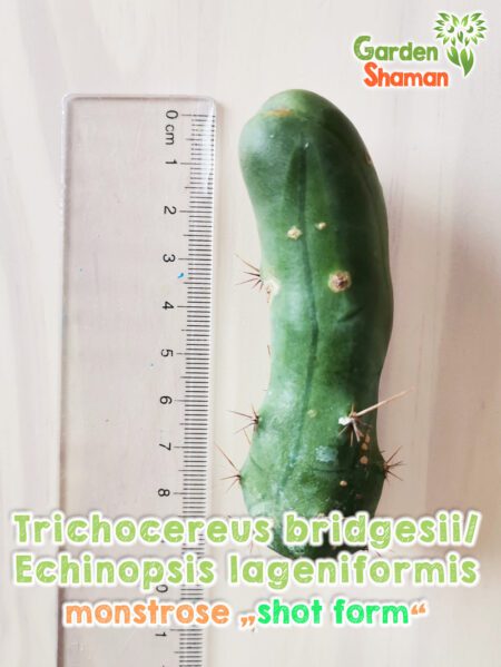 GardenShaman.eu Trichocereus bridgesii monstrose short form
