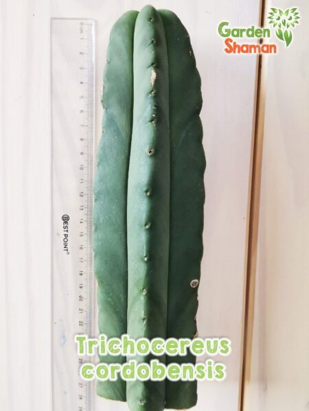 GardenShaman.eu Trichocereus cordobensis Echinopsis