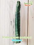 GardenShaman.eu - Trichocereus pachanoi 01